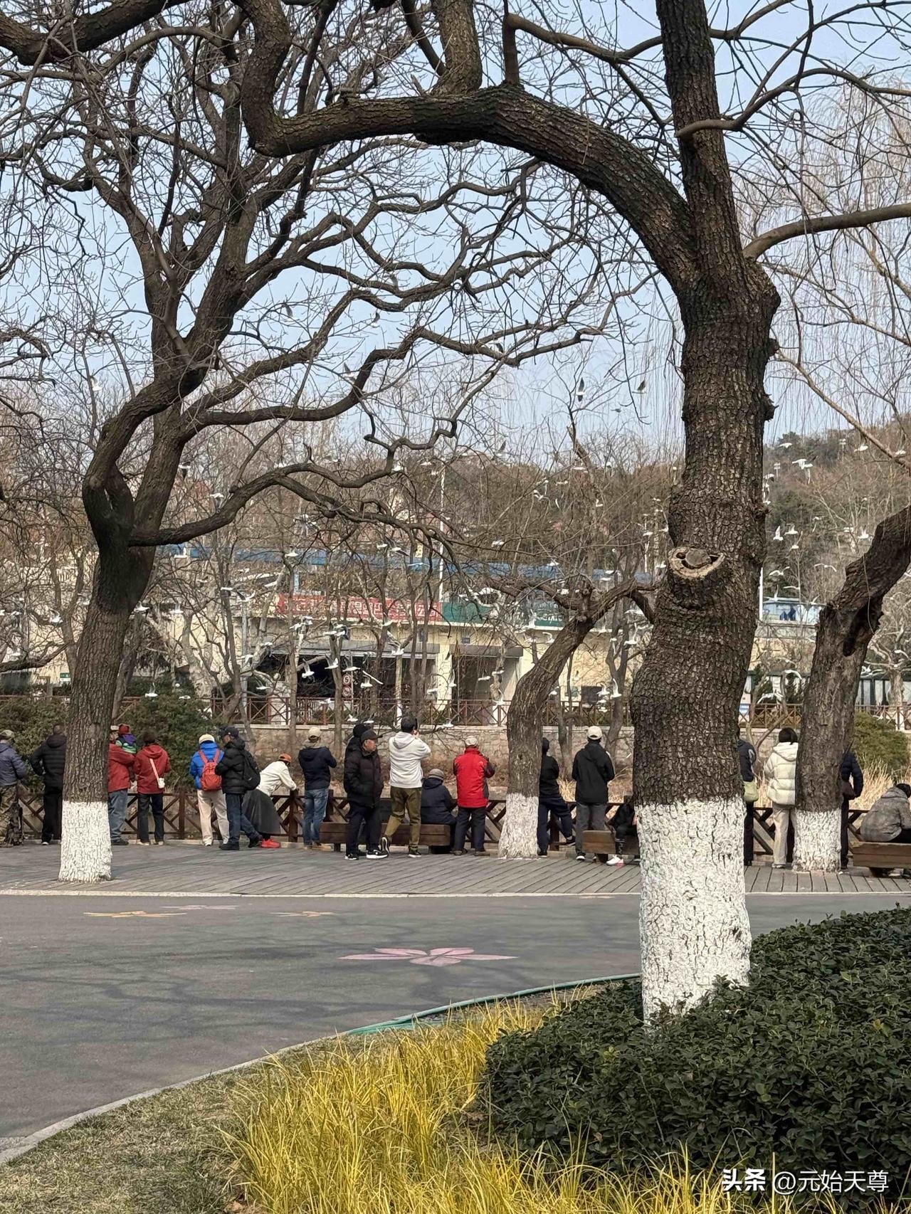 我昨天去青岛中山公园玩在回家快走到小西湖了很远的地方就看到了一大群海鸥在小西湖上