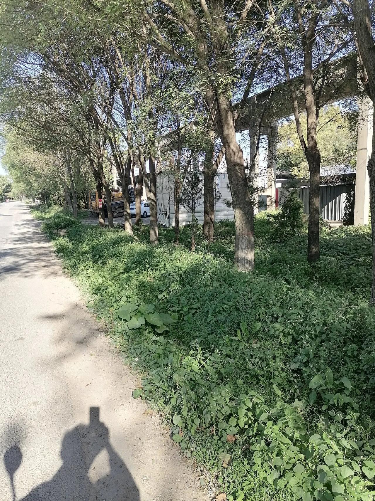 #记录我的9月生活#
秋田
（诗）
金秋时节遍地金，
玉米谷子收高粱。
菜子满地