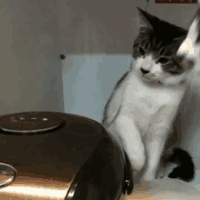 猫猫：你不懂不要乱摁啊 