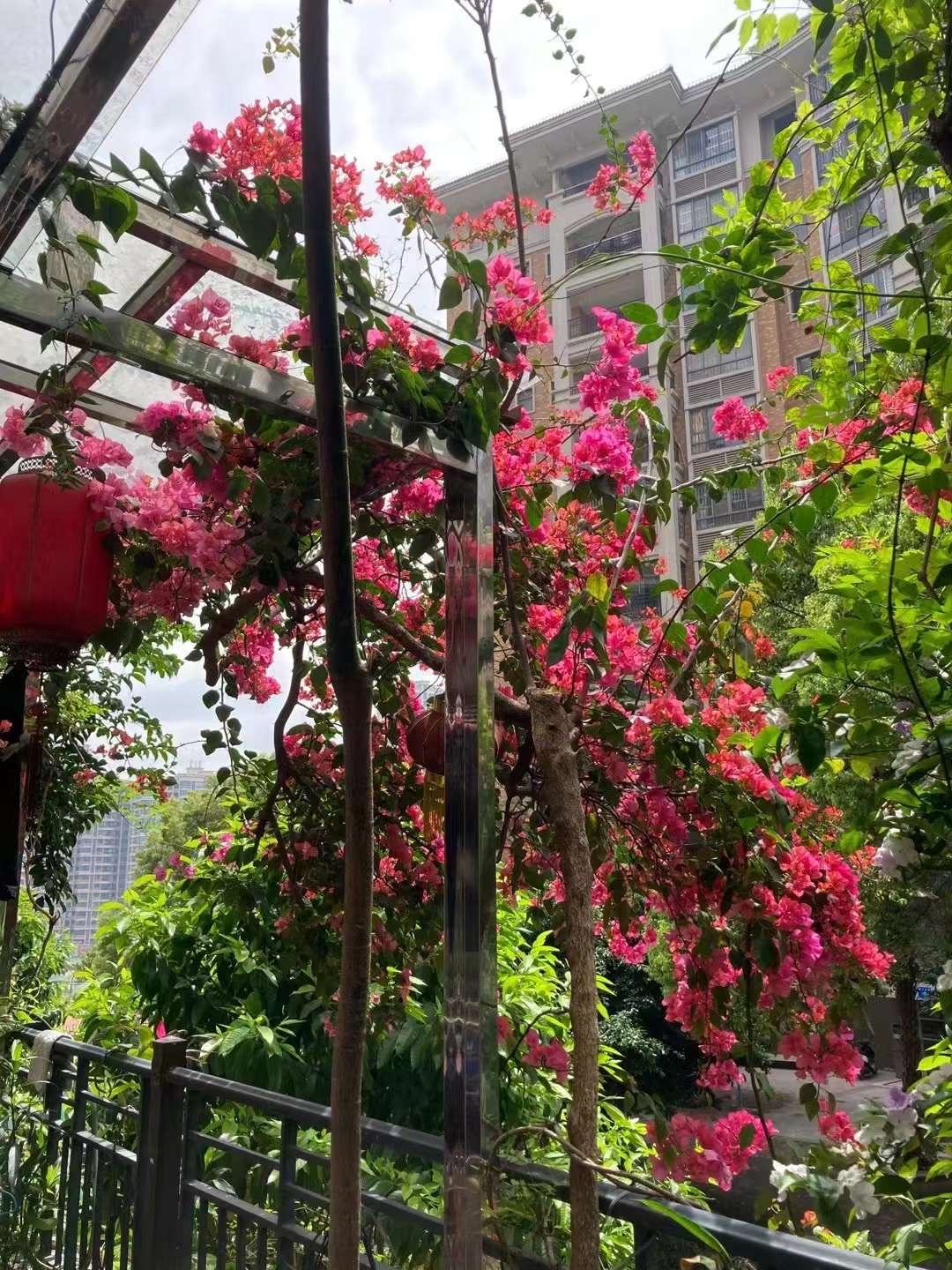 羊城正花团锦簇，我家的三角梅应该也开了。 ​​​