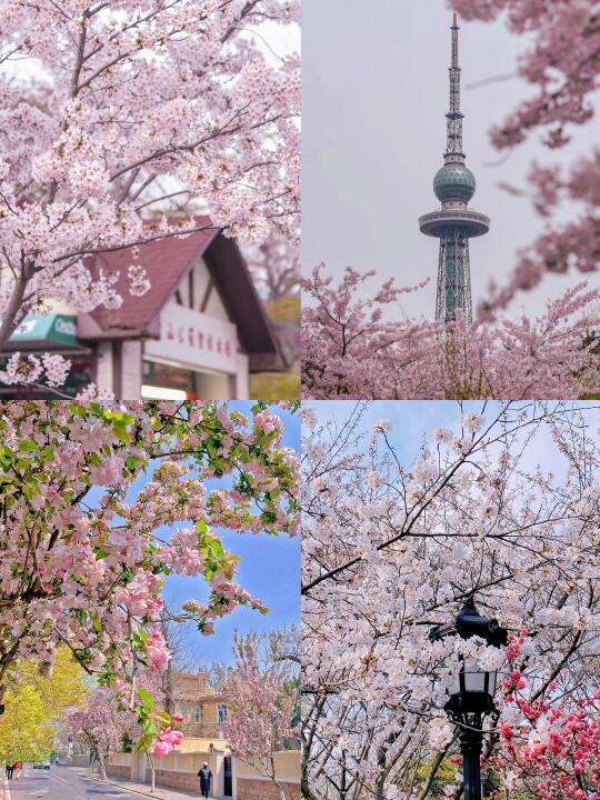 🌿3月青岛春游踏青攻略｜承包你的春日浪漫🌸