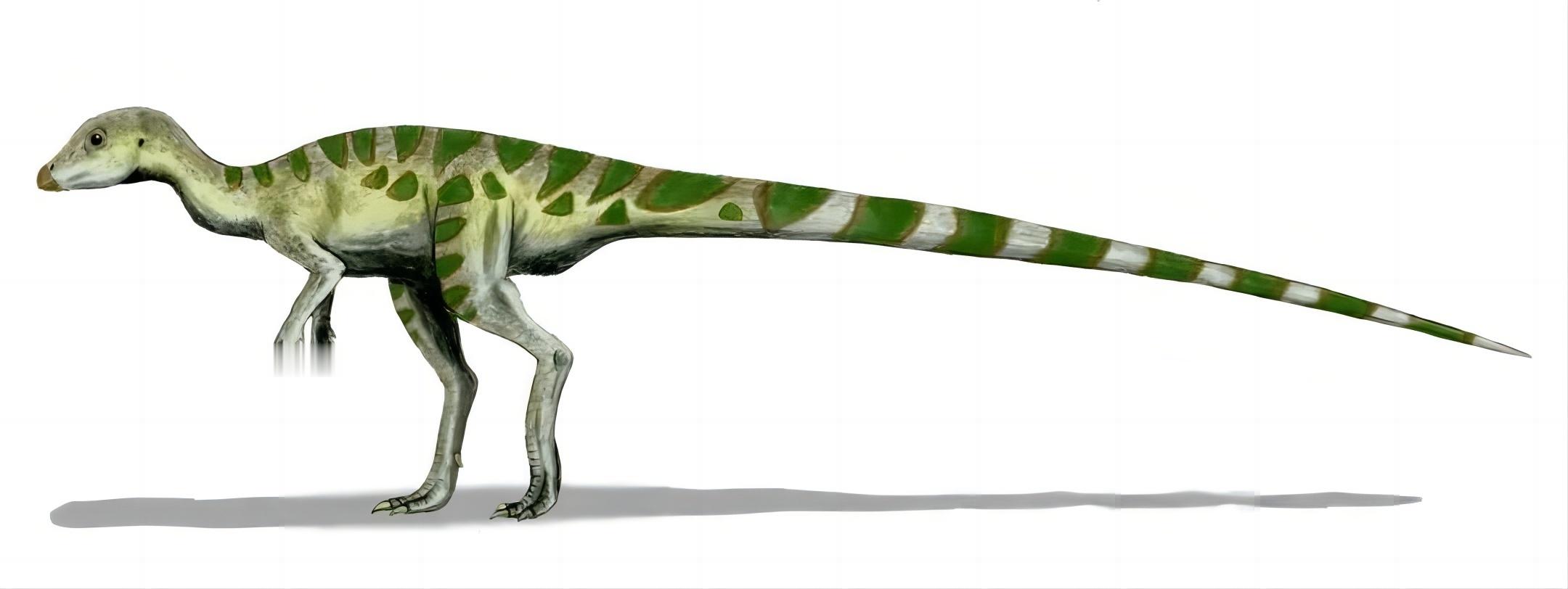 #你的桌面恐龙博物馆# 第二十一课 雷利诺龙（三）Leaellynasaura 