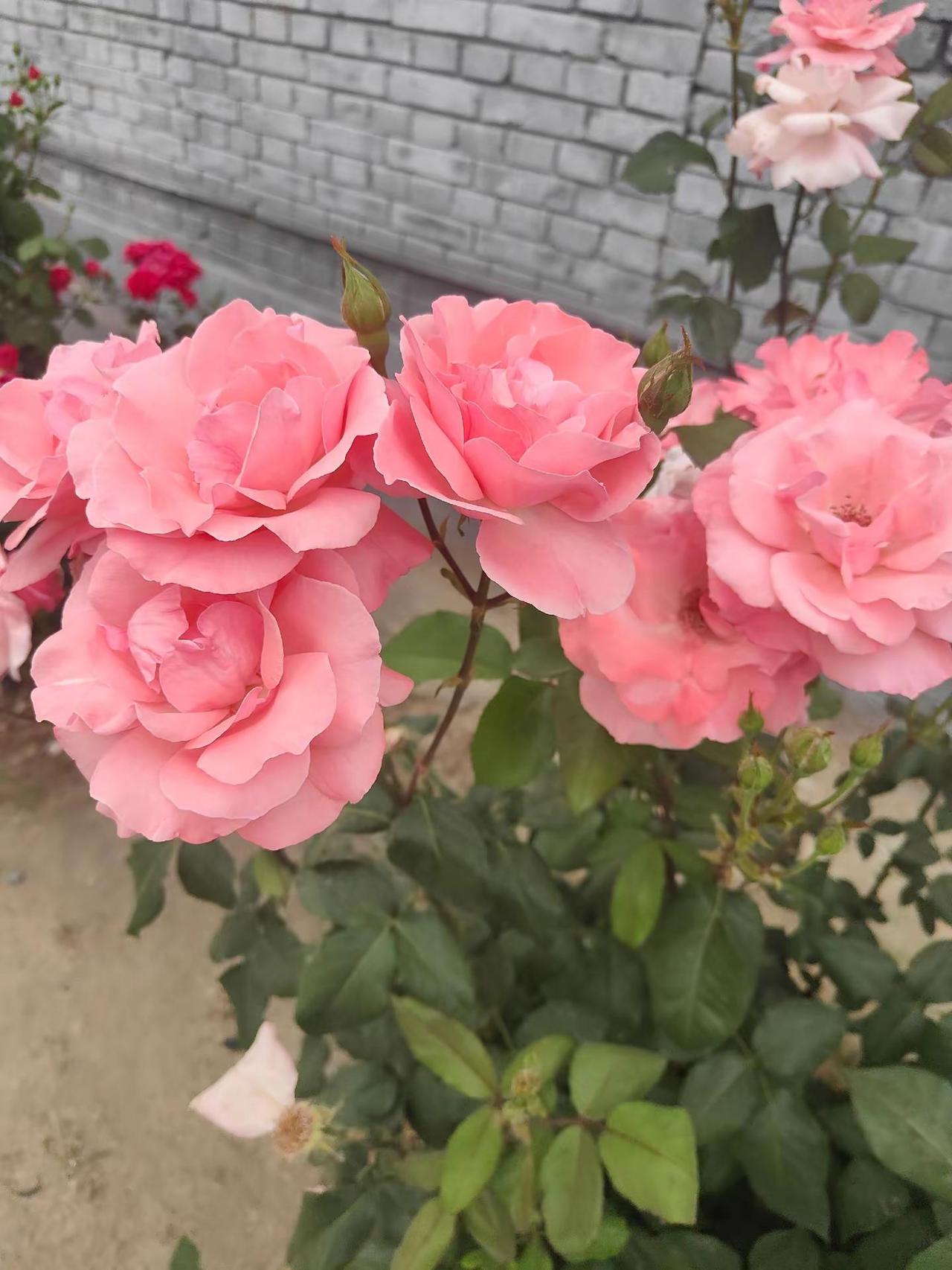 村庄里的历史记忆