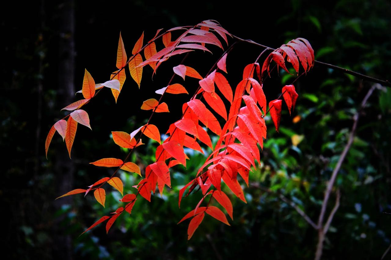 #可以分享一张秋景树叶的照片吗#
在曾家山拍的。新鲜出炉！