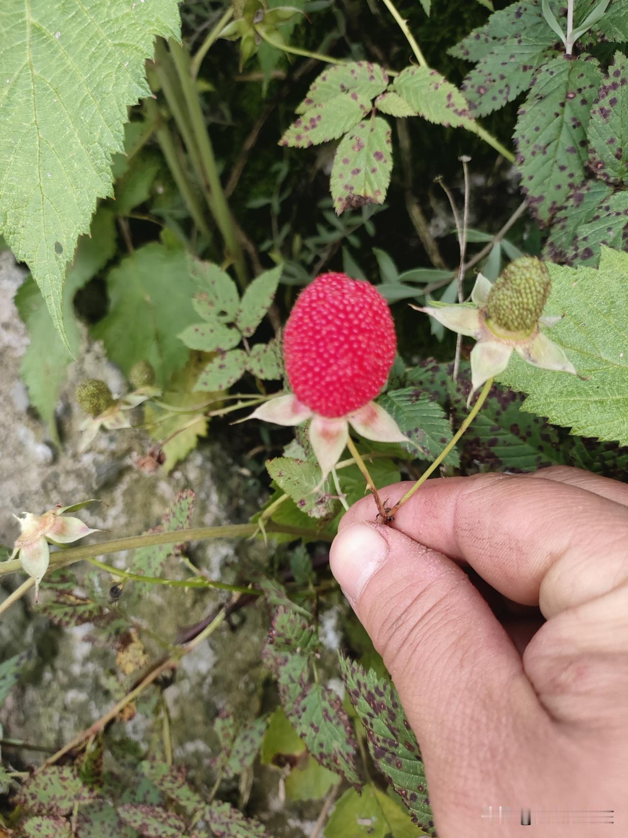 这是什么东西，在路边见到的，长得像草莓。同伴说这是蛇果，不能吃！另外一个说这是野