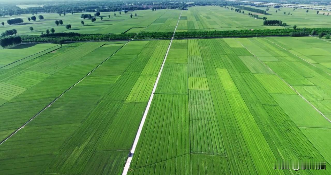 坐在高铁里望向窗外，一望无际的麦田驶向身后，绿油油的，现在正是麦子旺盛的生长期。