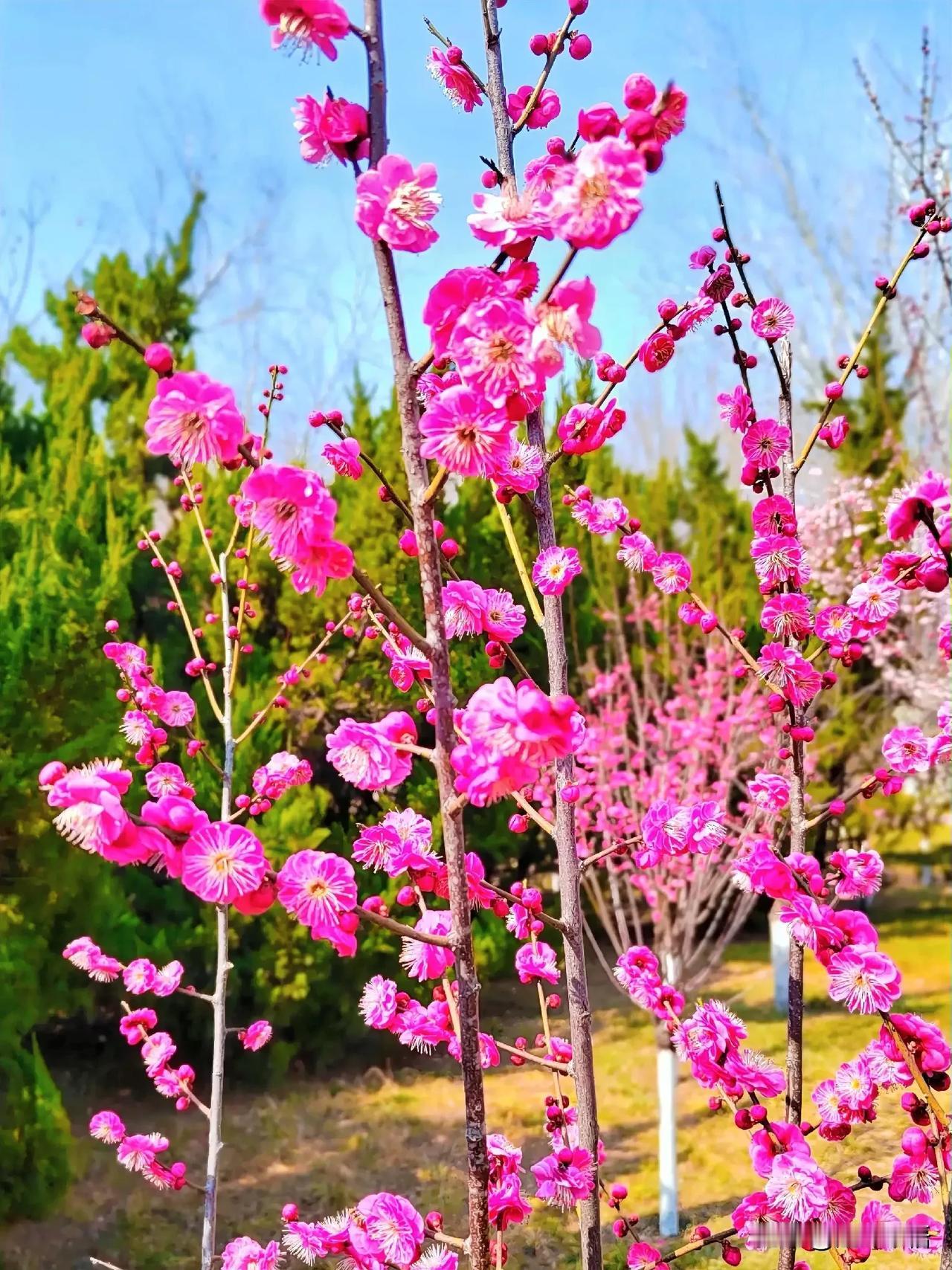 粉嫩梅花绽芳华，春意盎然满园香。