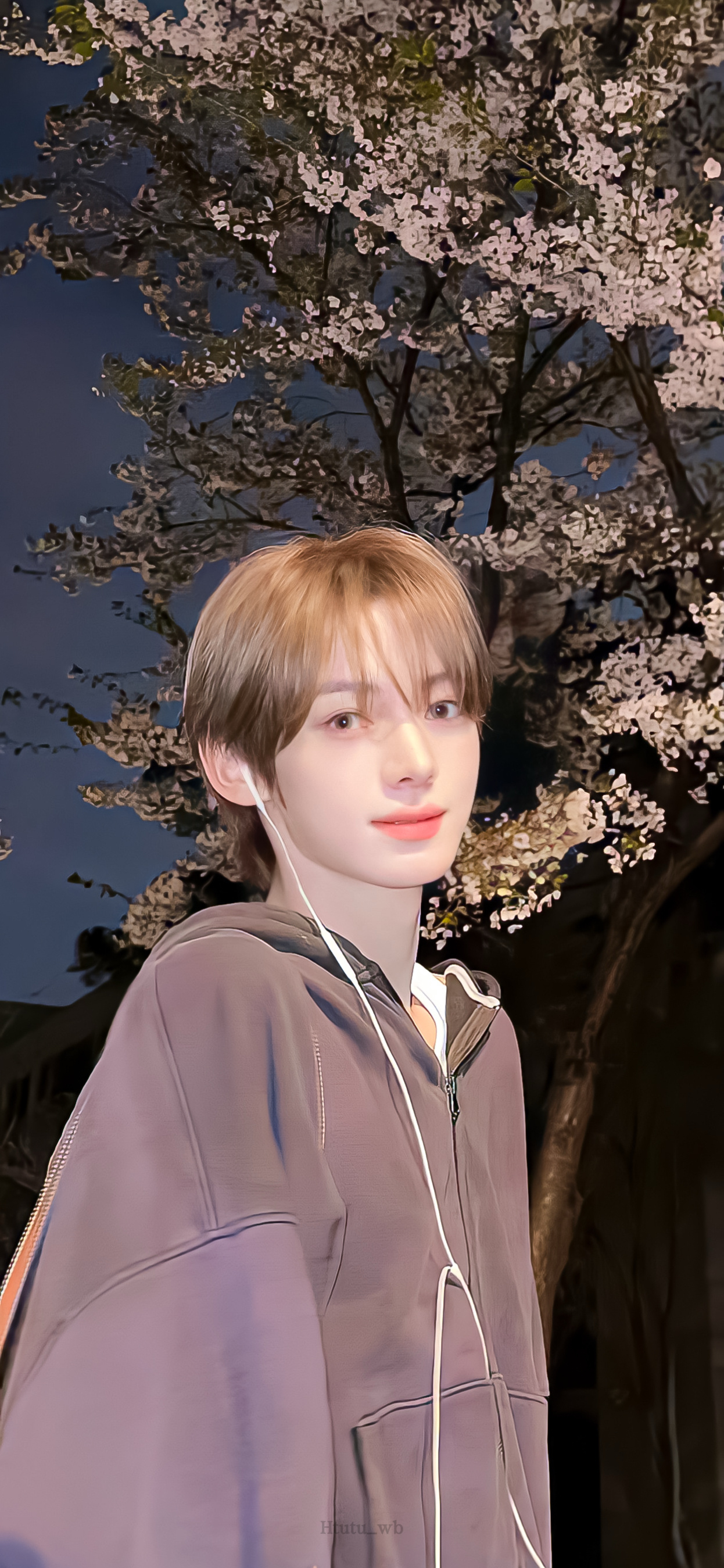 春日限定樱花壁纸～🌸🌸 