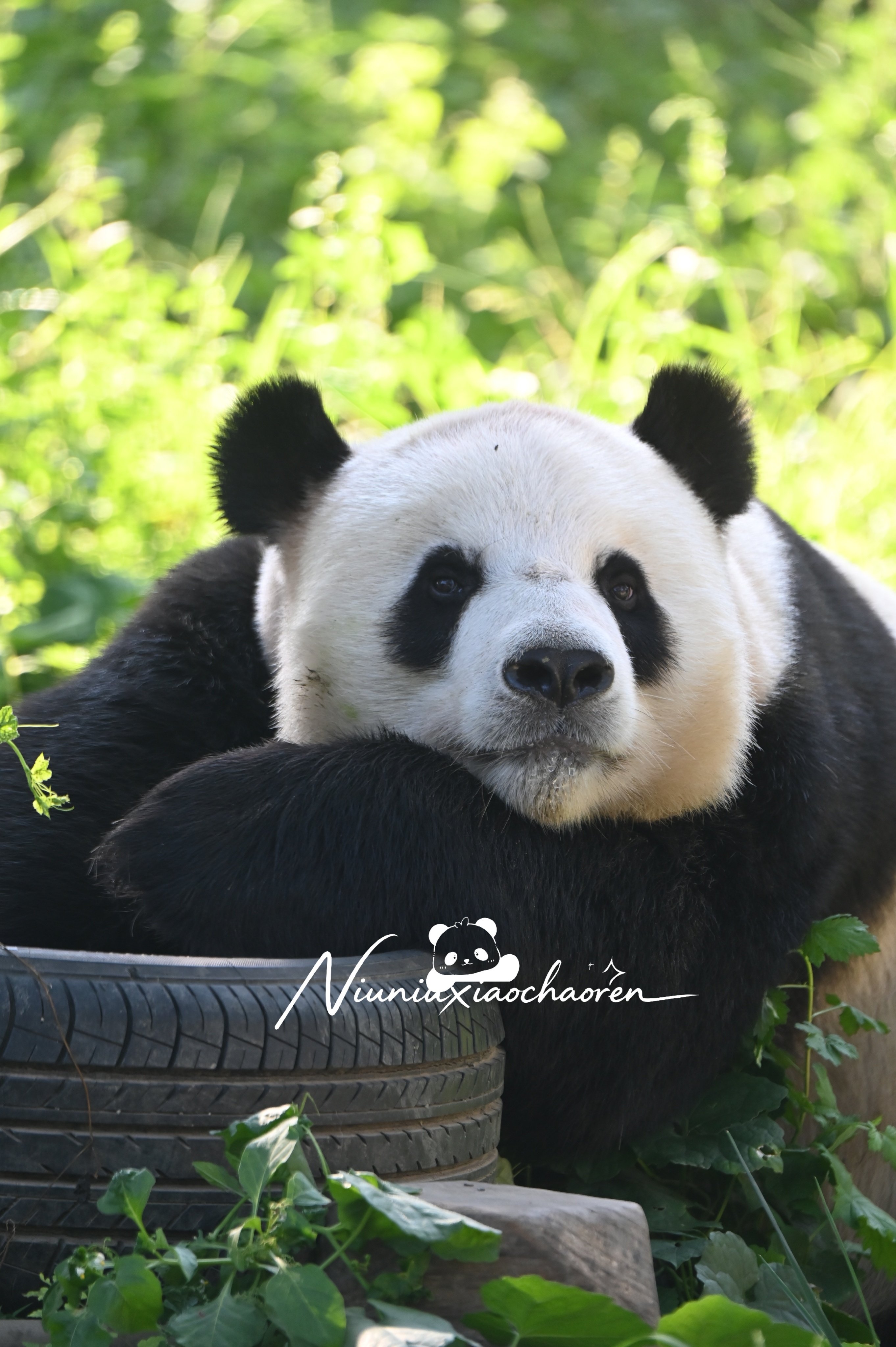 大熊猫萌大[超话] 自从妈咪出关后，哒少格外的老实啊[笑而不语][笑而不语][笑