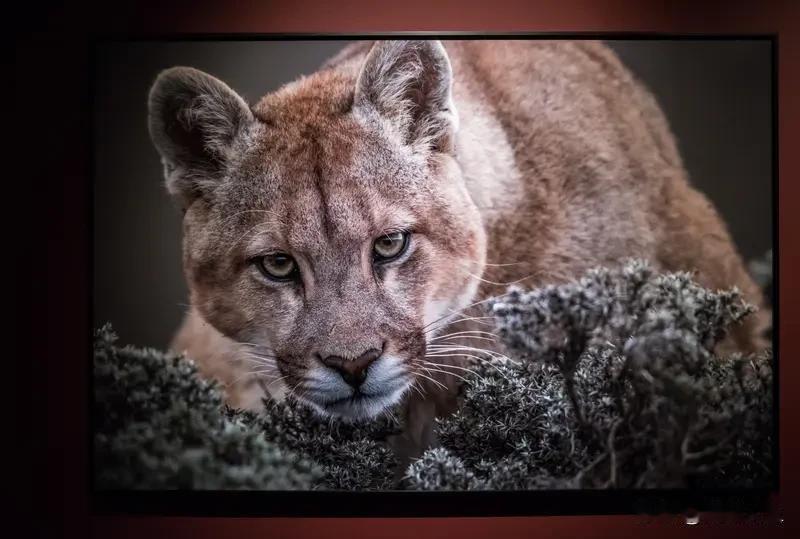 中国五千多年的历史文化，是刻在华夏子孙骨子里的底气。十四亿人口国家，凝聚力和创造