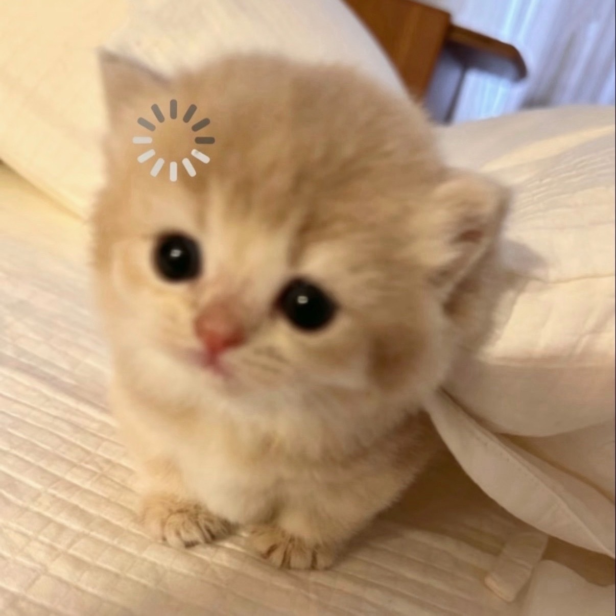 我提前说一下，我是文盲，和猫共用一个账号，如果这个账号发了不好的言论，那都是猫发