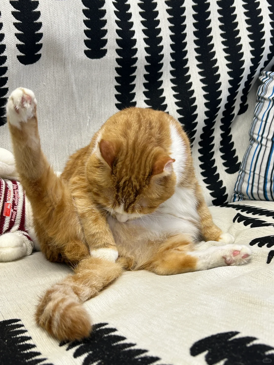 肚肚太大舔不到