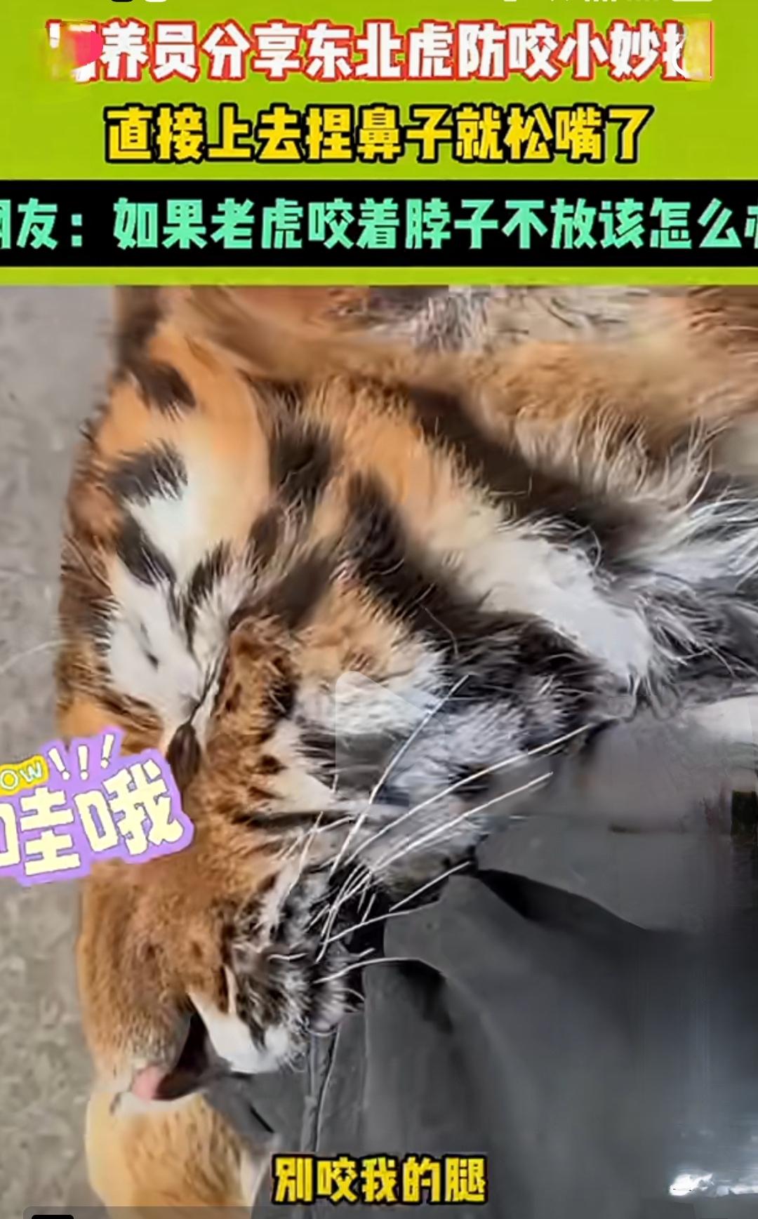 饲养员分享东北虎防咬小妙招，直接上去捏鼻子就松嘴了。网友：如果老虎咬着脖子不放该