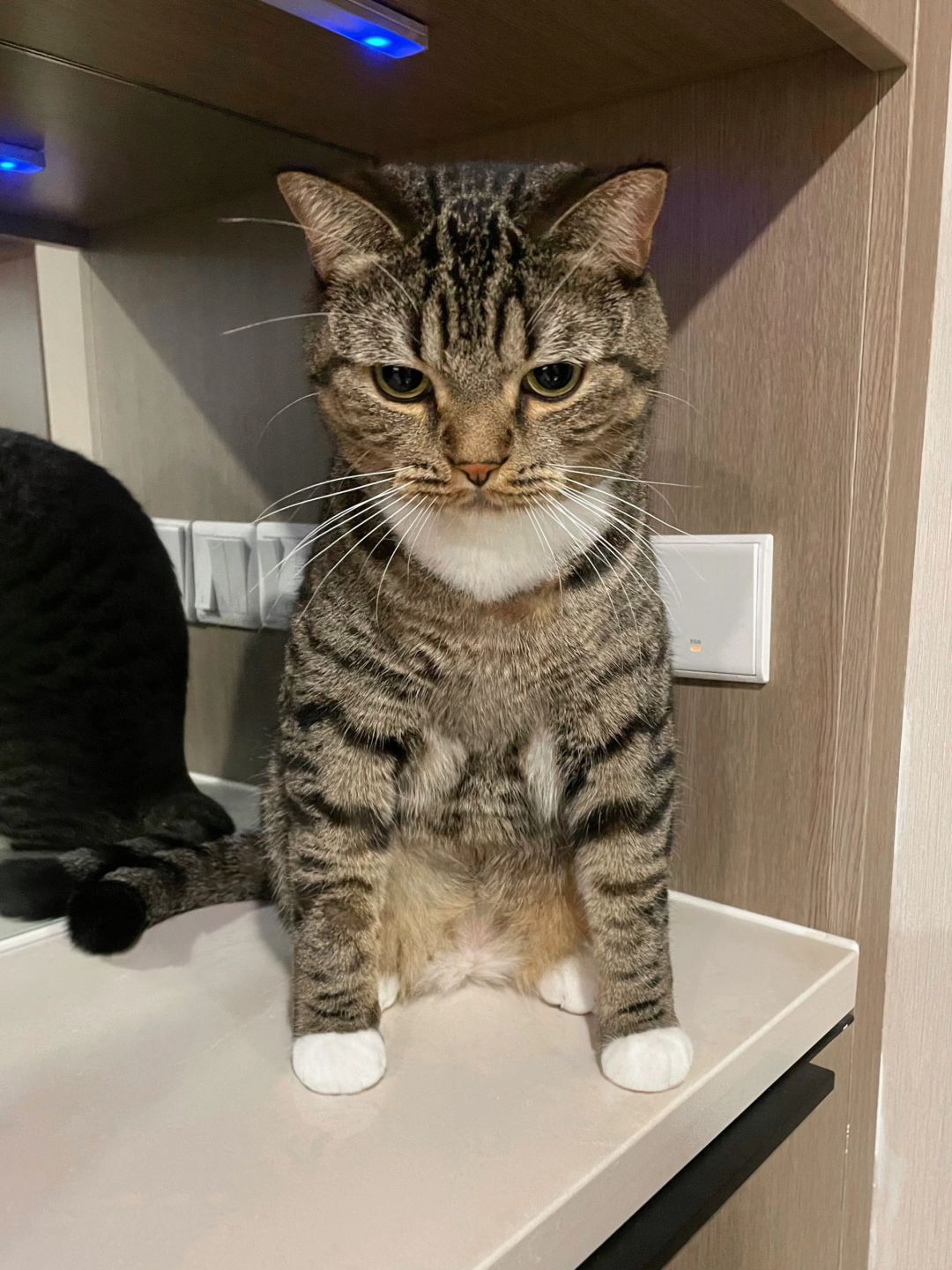 感觉很对不起我的猫...