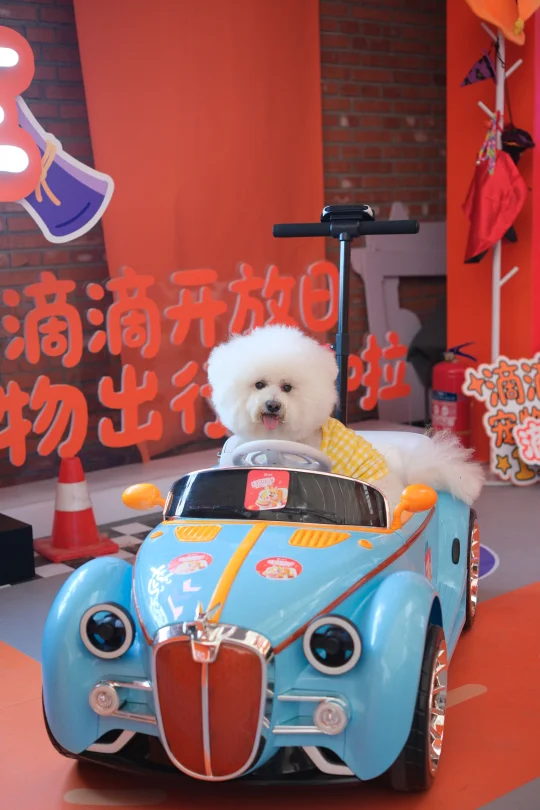 咪师傅出去拉活了😂