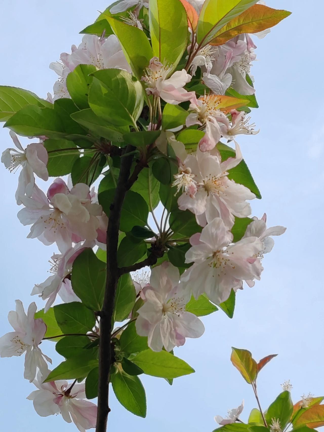 赏花春日随手拍随手拍。