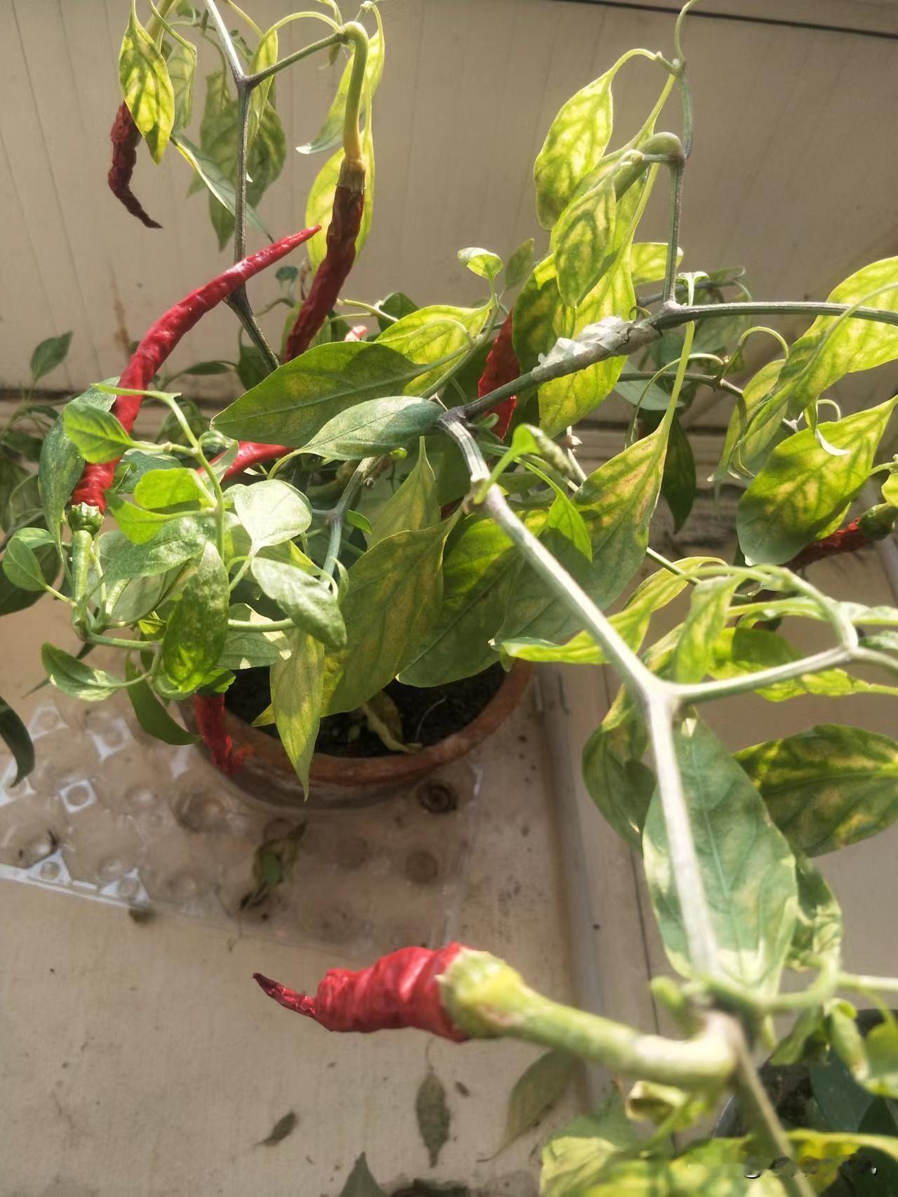 ＃阳台上的红辣椒＃
阳台上种红辣椒，真是个超棒的选择！就像安徽那姑娘，阳台上的辣