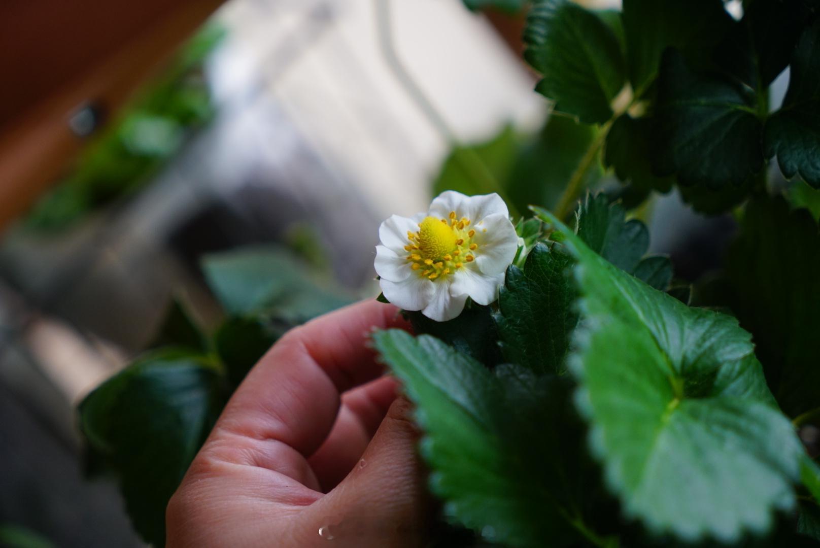 花朵开的大草莓果子就大🍓 种植日记  有机种植  阳台花园[超话]  