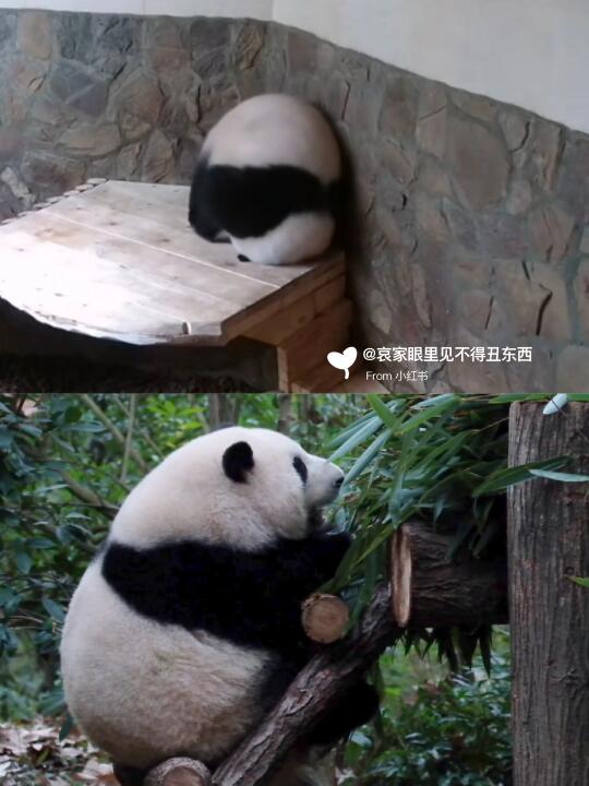 花花牌美妆蛋品牌真的不考虑一下吗？