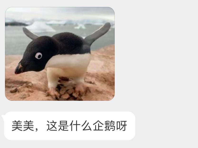 看着就满脸坏心思的【阿德利企鹅】🐧 ​​​
