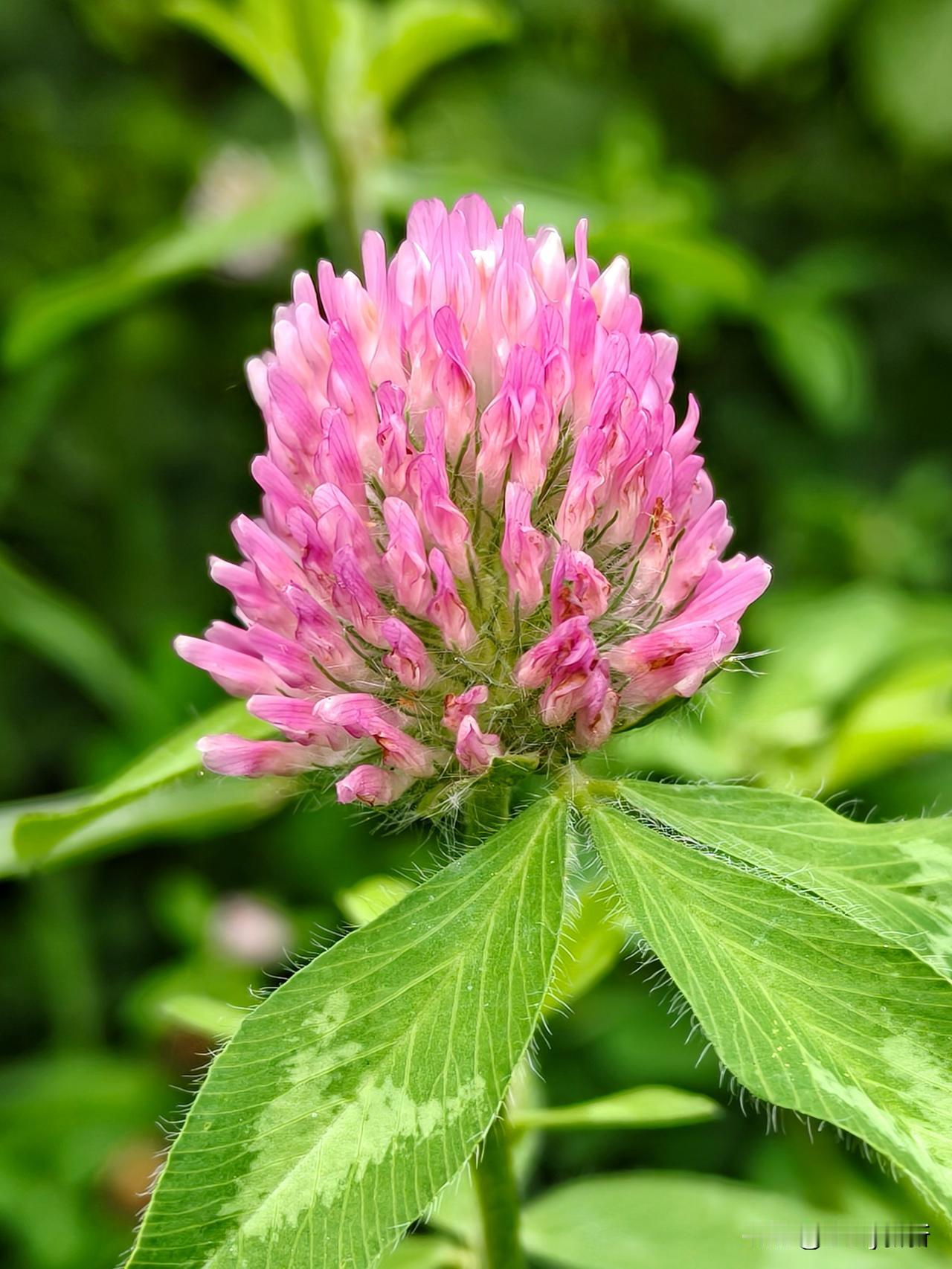 红菽草
郊原随处覆芳丛，碧叶纹痕淡若融。
粉蕊成团堆浅绛，柔枝贴地沐和风。
滋培