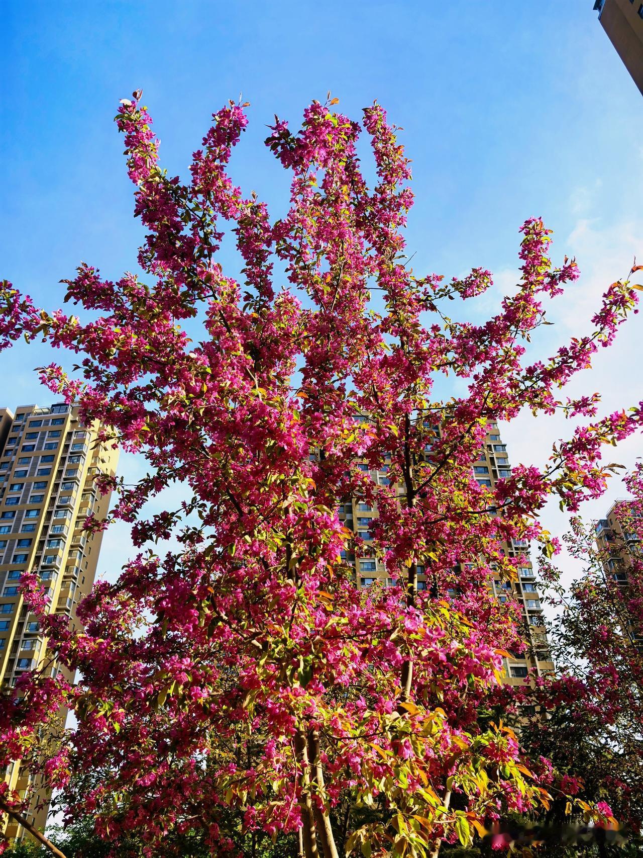 推开窗，与晨光相拥，放下昨日疲惫，今日只做简单快乐的自己。