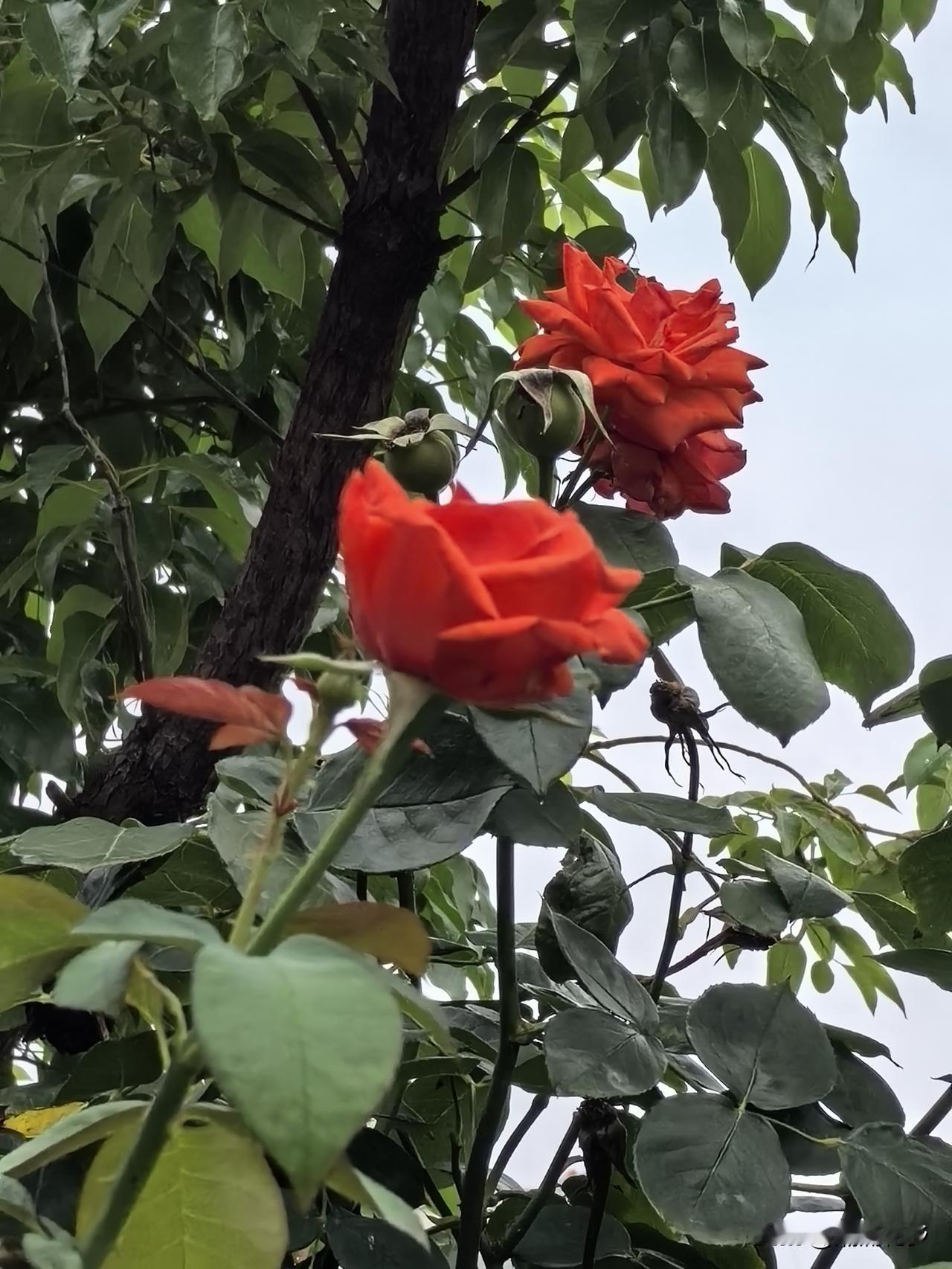 枝头新蕾与残花，生命轮回，希望不灭。
初绽玫瑰，心怀温柔，步履坚定。早安吉祥，如