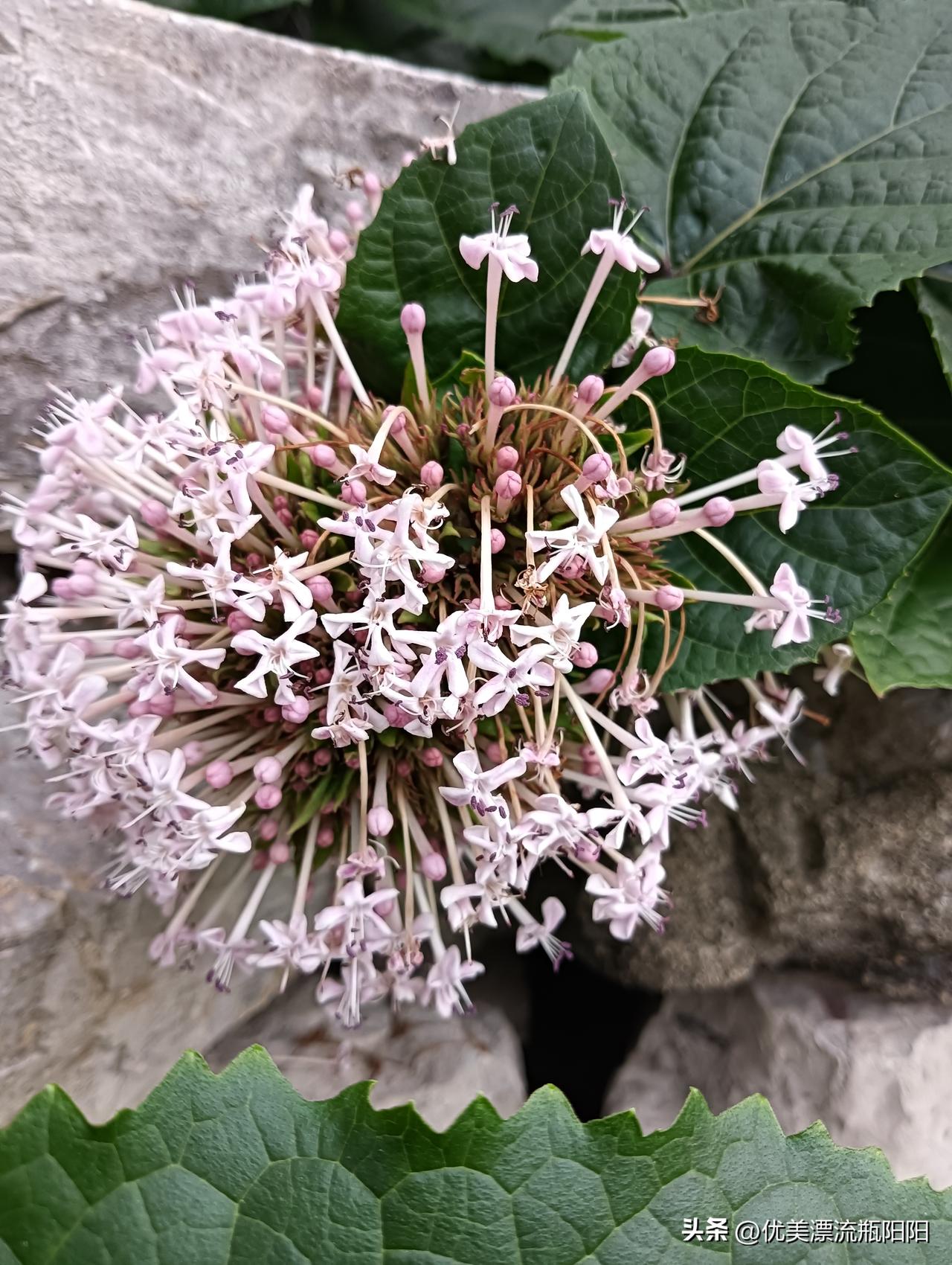 晒图笔记大赛好美的绣球花🌸