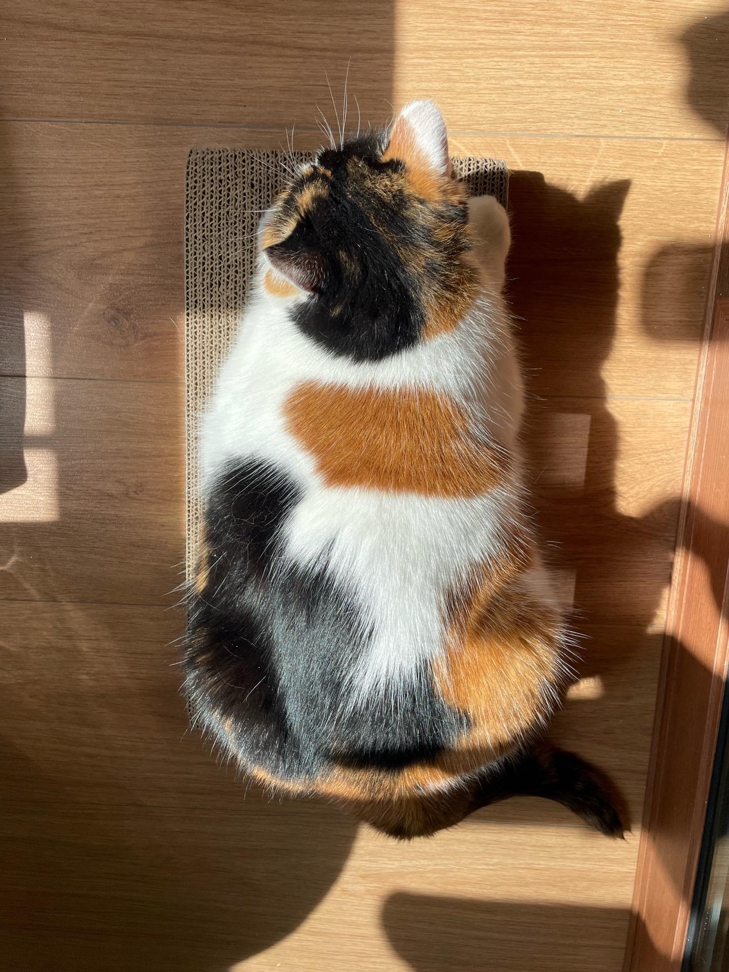 七年没洗澡依旧蓬松柔软。