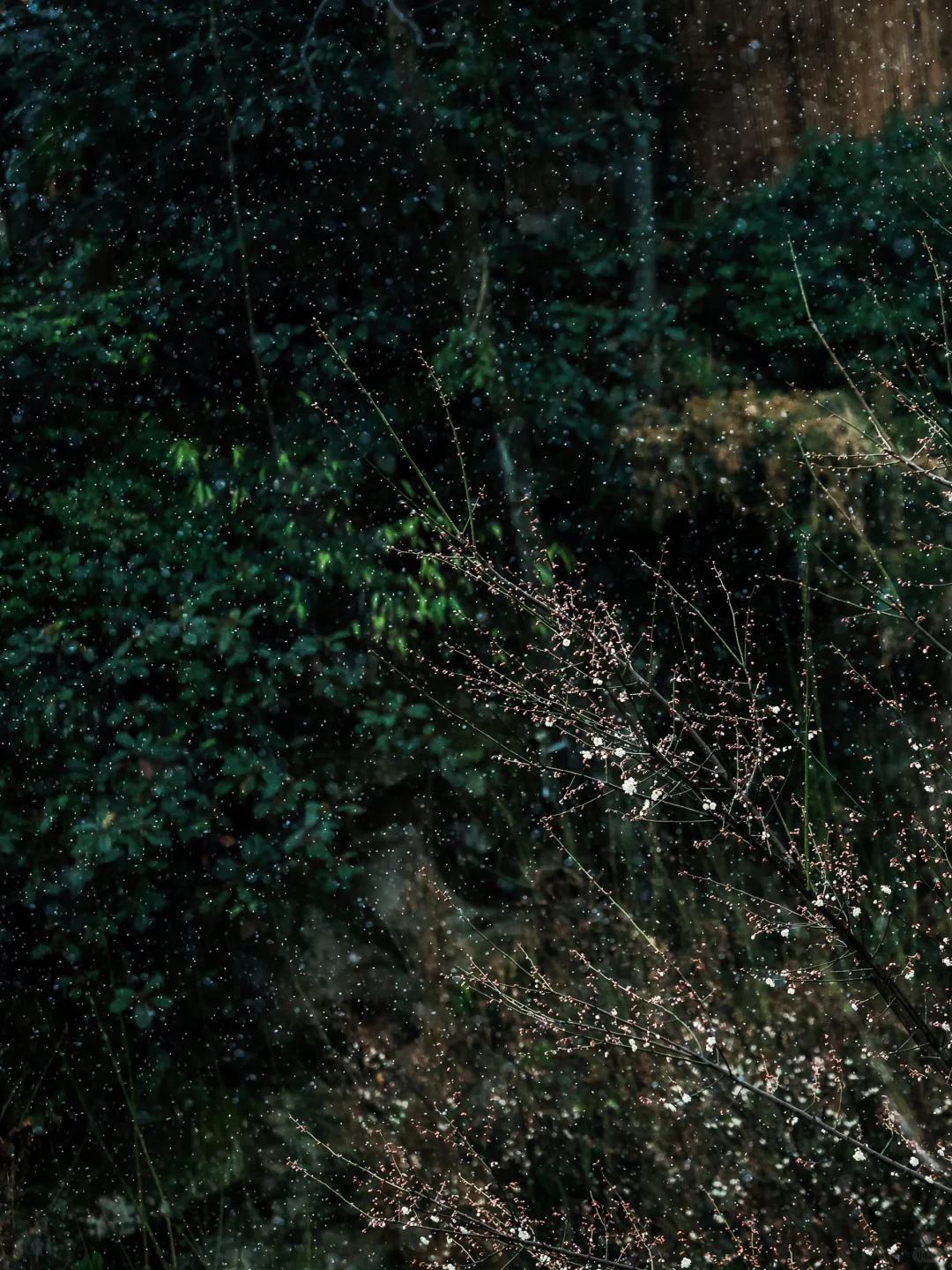 山野寻趣｜在海拔1000米青城山颠，观雪