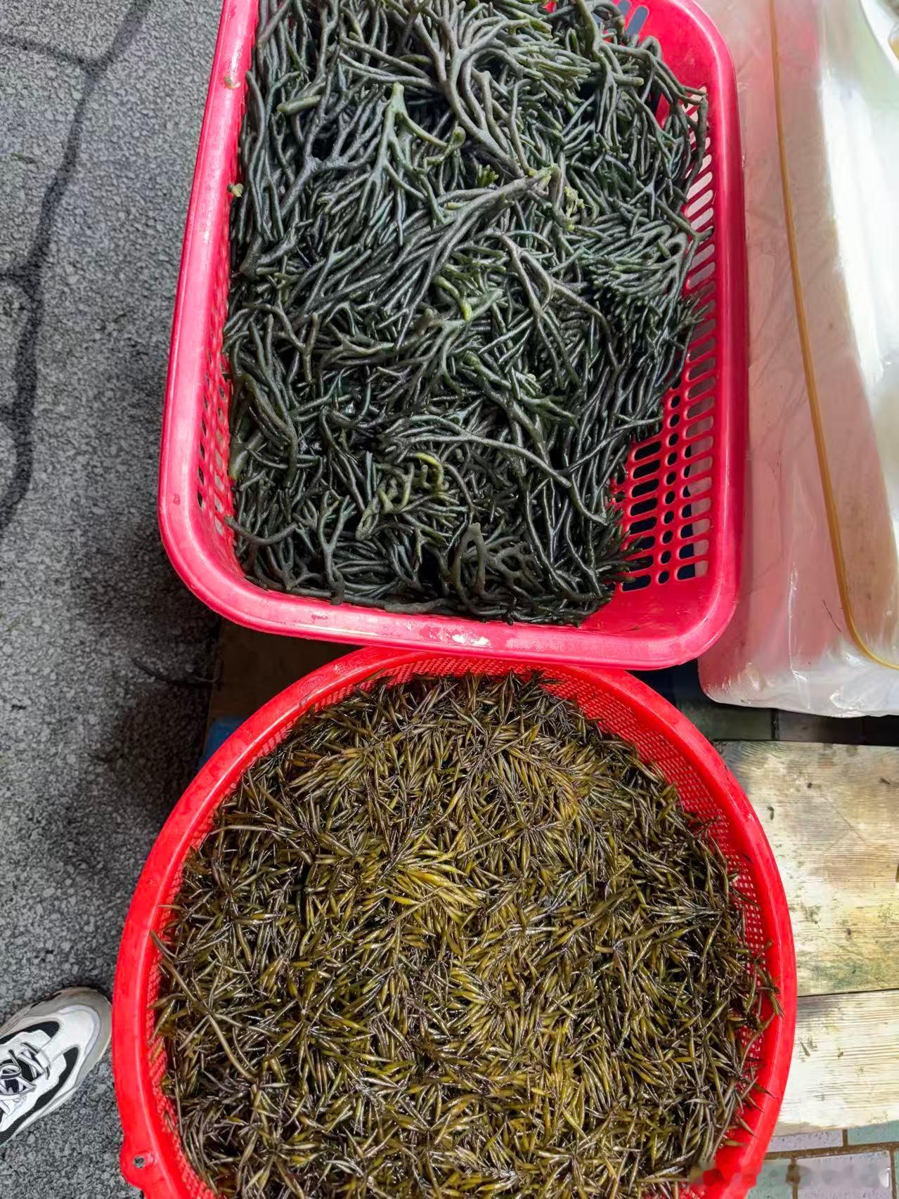 买点海草吃吃吧 