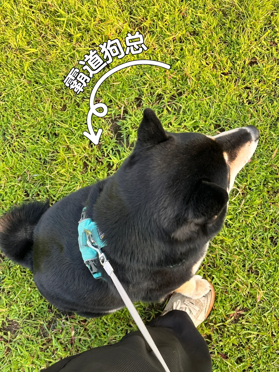 小狗：站住