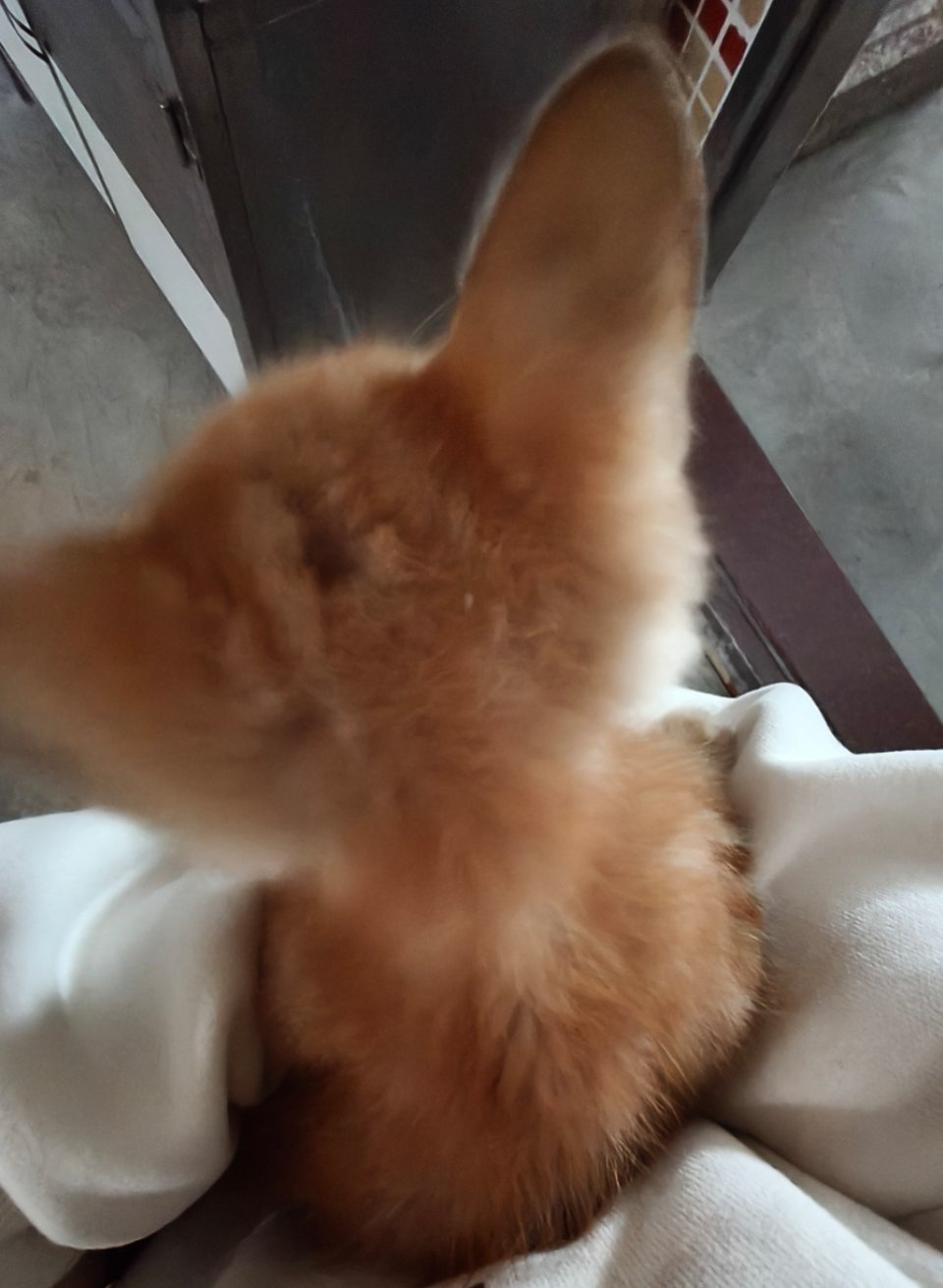 小新成员就是～ 