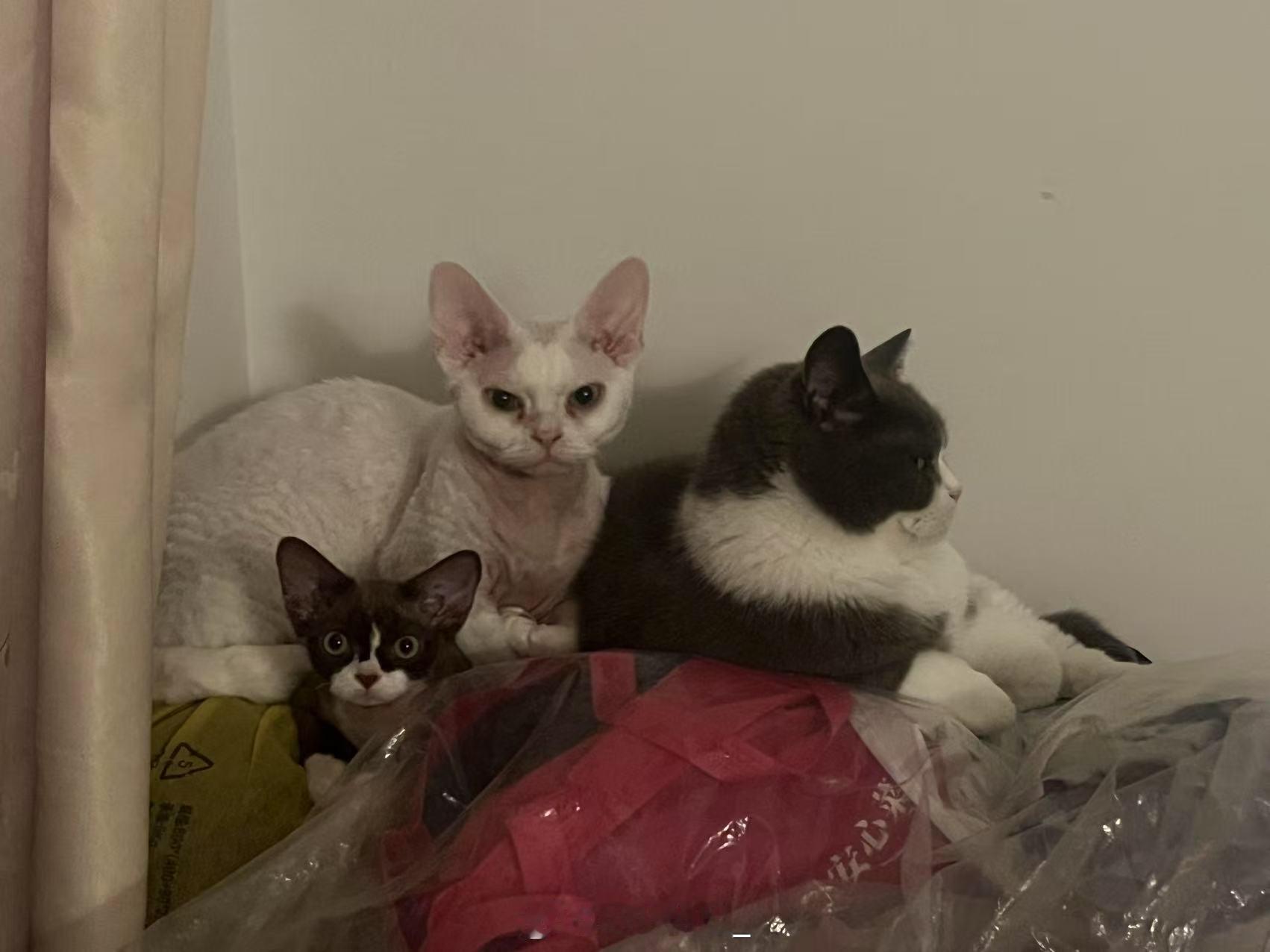 我朋友都在一个劲儿的生孩子，而我只会一个劲儿的买猫 ​​​