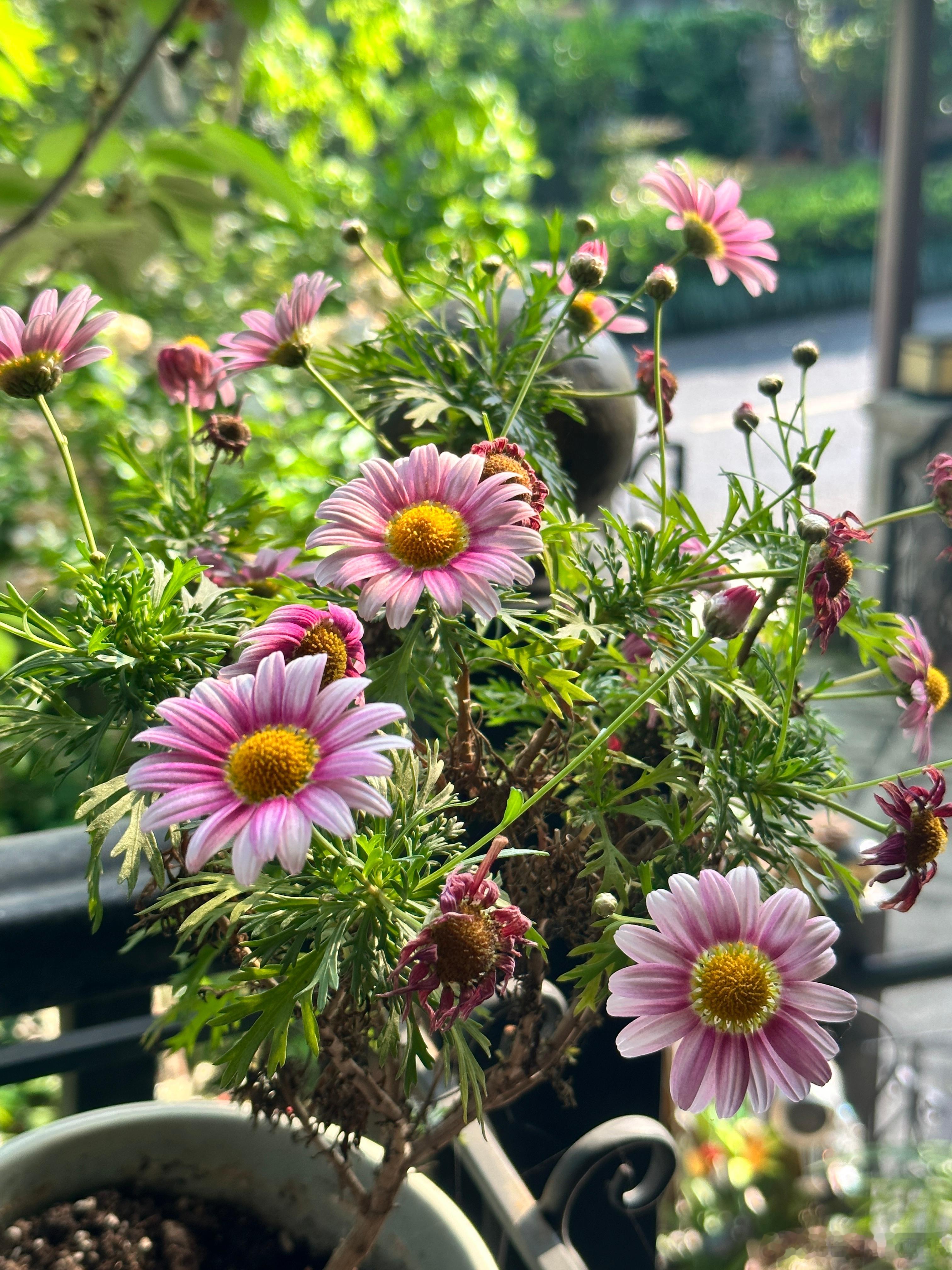 🌸 