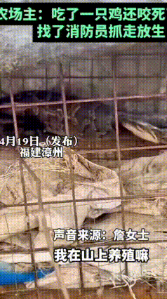 现实版贪吃蛇翻车！蟒蛇偷鸡吃饱后，把自己卡在鸡笼出不来
 福建漳州一条近2米的大