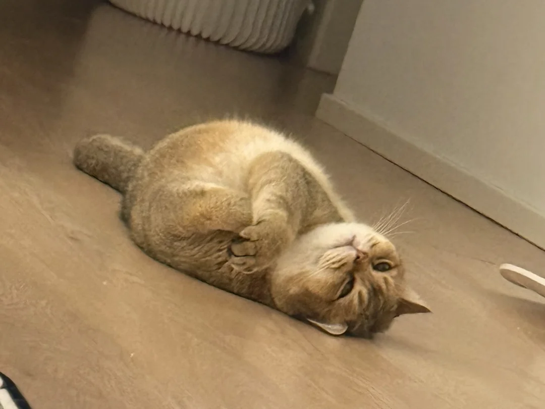 我肚肚逼人吗