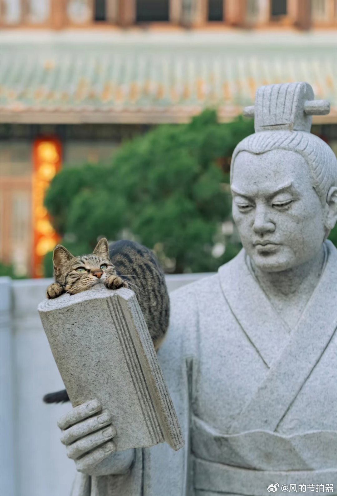 江苏南京 玄武湖梁洲的昭明太子读书处🐱 : 太子的心果然是石头做的猫咪真嘟太可