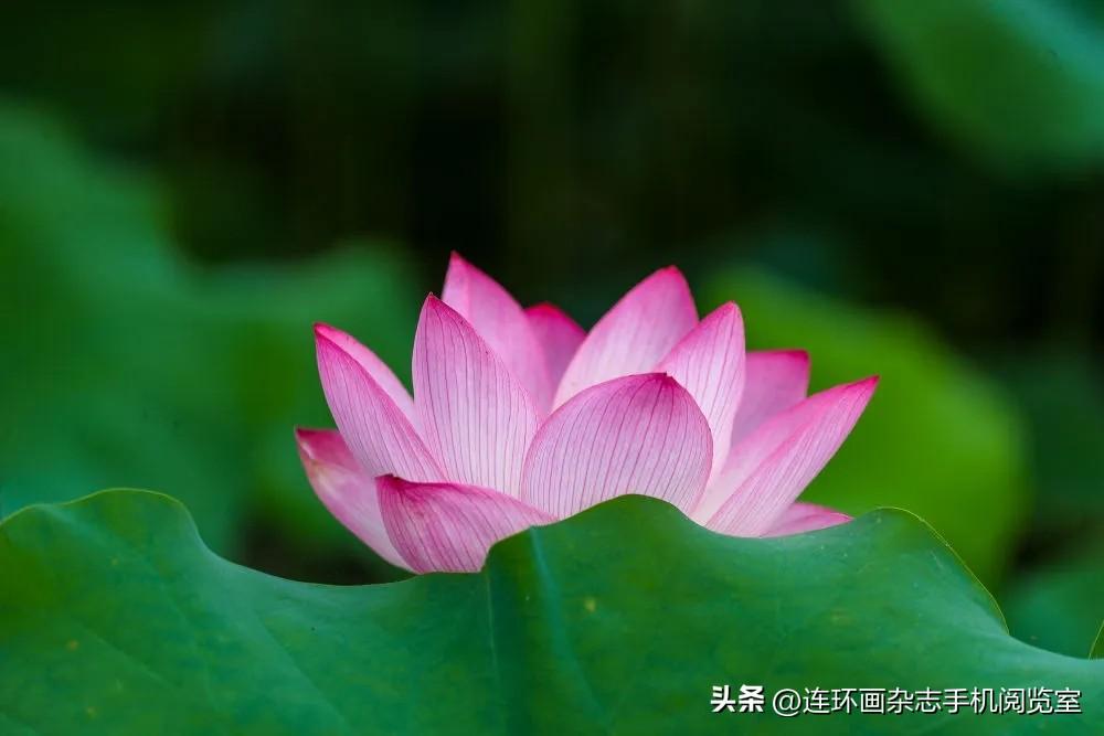 咏荷三篇〔古诗〕