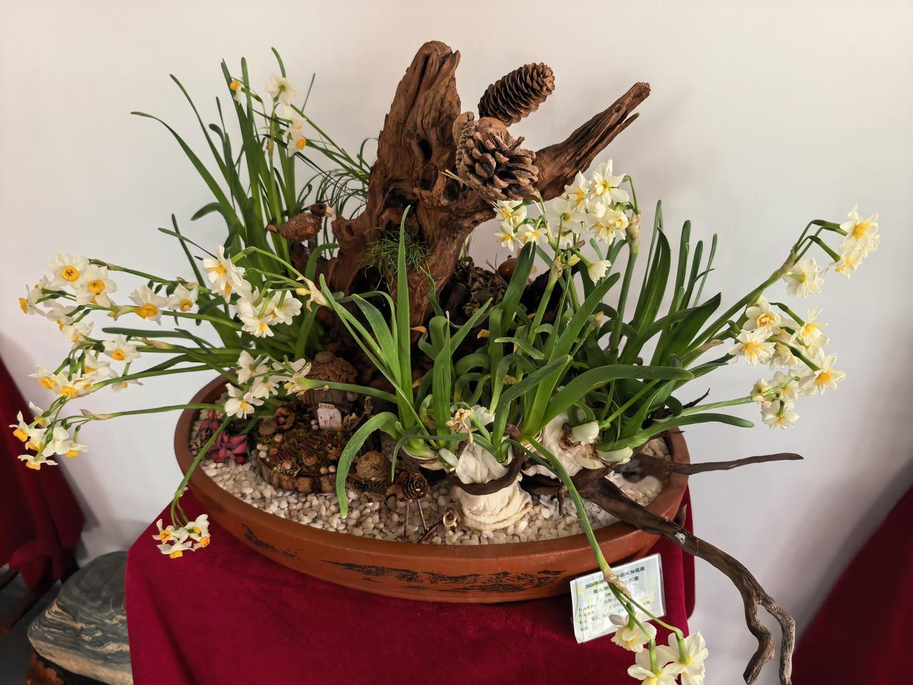 晒图笔记大赛水仙盛开。