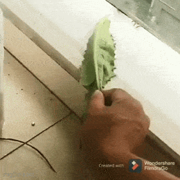 哈哈哈可怜的蜥蜴