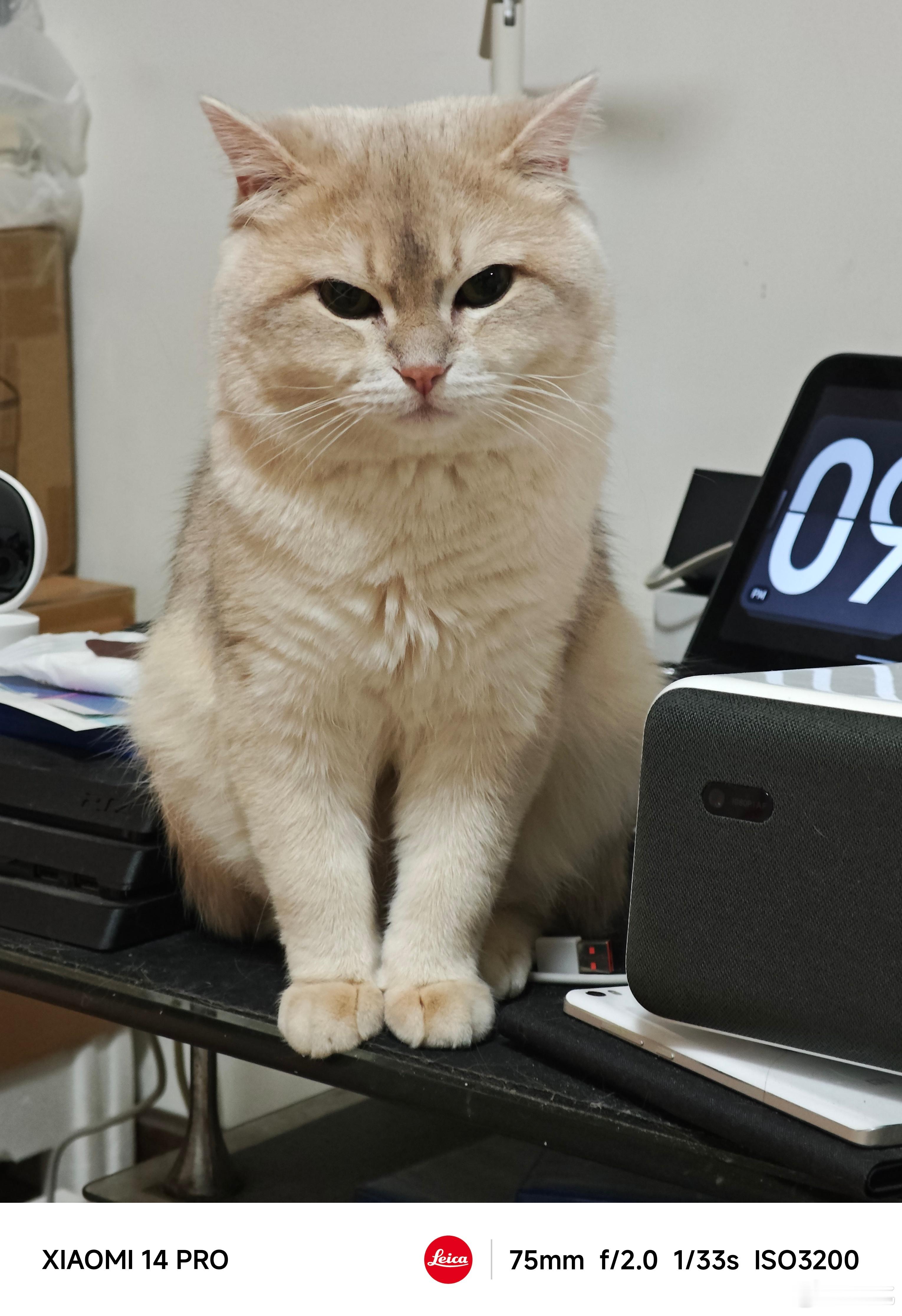 留守猫咪，又单独在家了。[思考]明天他们还给我新手机……但是我出差了咋办？ ​​
