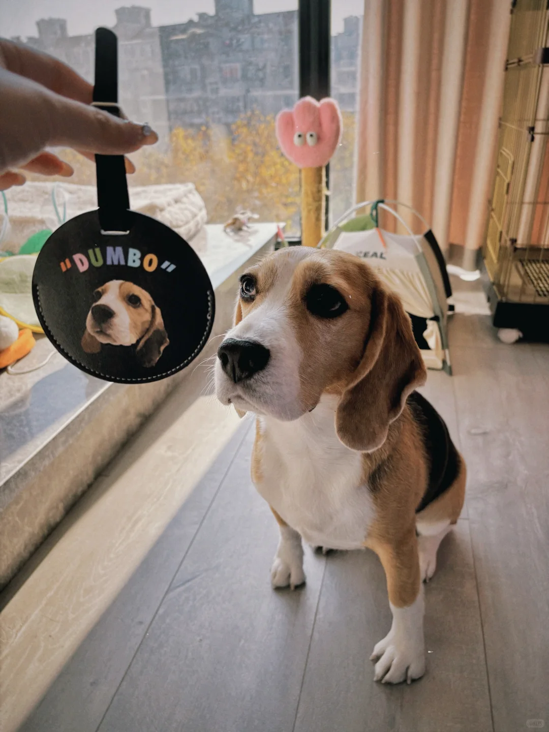 带着狗宝宝出远门