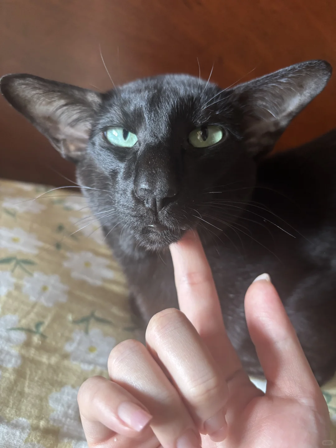 今天是深沉不过三秒的小猫