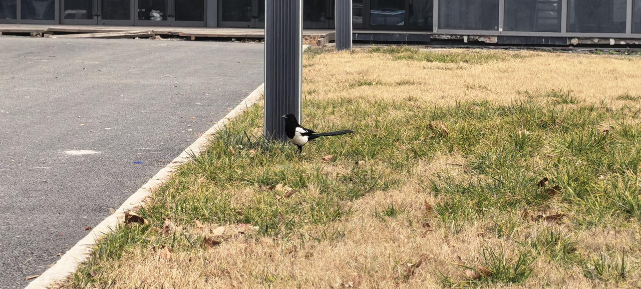 这两年，肉眼可见西安的生态环境越来越好。就比如说，在今天午饭遛弯的间隙，竟然能碰