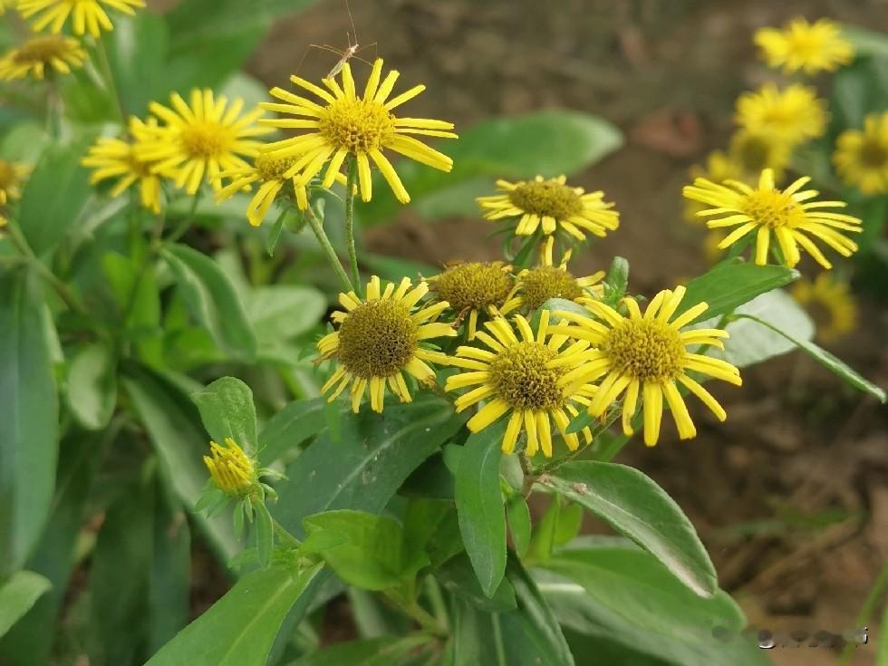 网上看到一句话，颠覆了大多数婆婆的认知：儿媳妇对你越不好，婆婆越享福。
儿媳妇对
