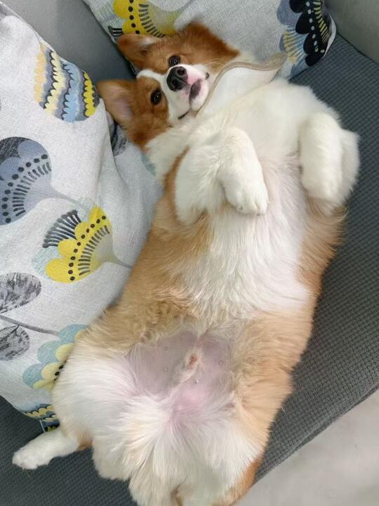 🐶柯基突然瘸腿，尤其是睡醒起身时超明显！
