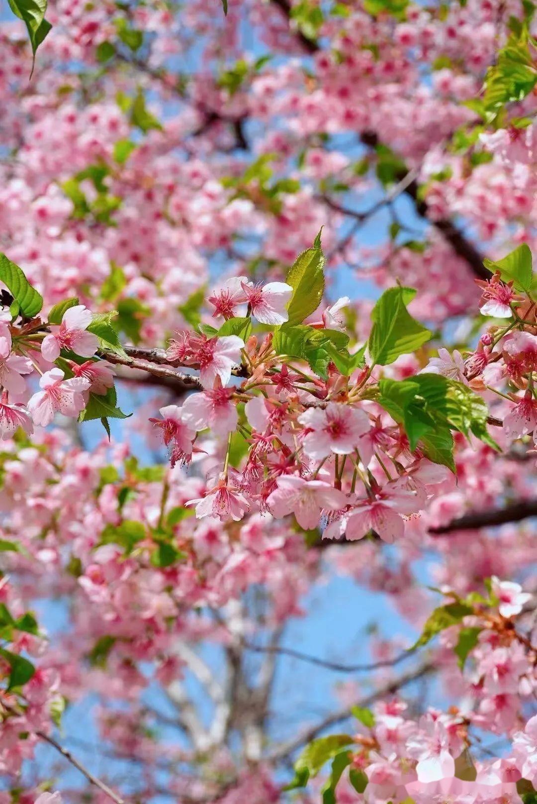 各位朋友，尤其是打算趁樱花季去日本的，听我一句劝，别去了！现在去日本，大概率要后