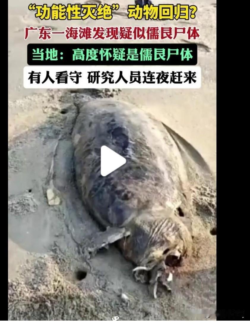 2026年2月12日，广东湛江吴川一海滩发现疑似儒艮尸体，儒艮俗称“美人鱼”，是