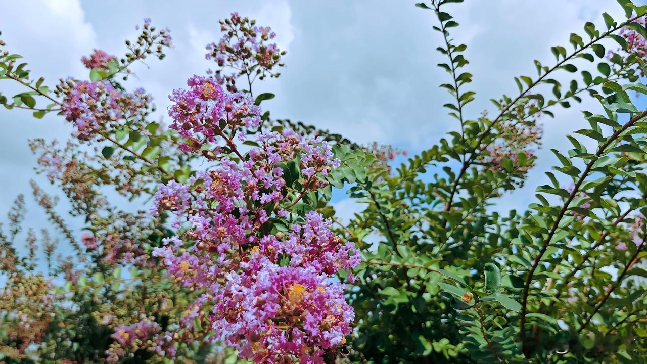 《七绝·中秋咏紫薇》
簇簇琼英百日红，秋光占断小庭东。
最怜夜永瑶台露，玉镜初开